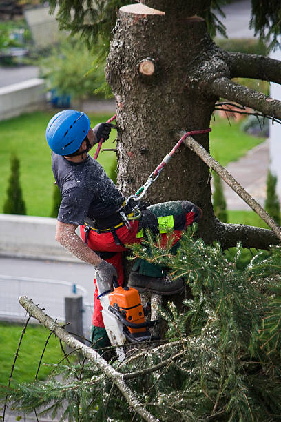 Best Tree Preservation Services  in Proctor, VT