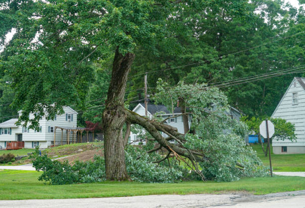 Why Choose Our Tree Removal Services in Proctor, VT?